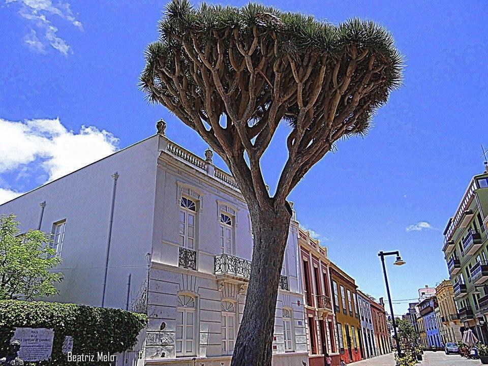 Apartamento La Higuera La Laguna  Chambre photo